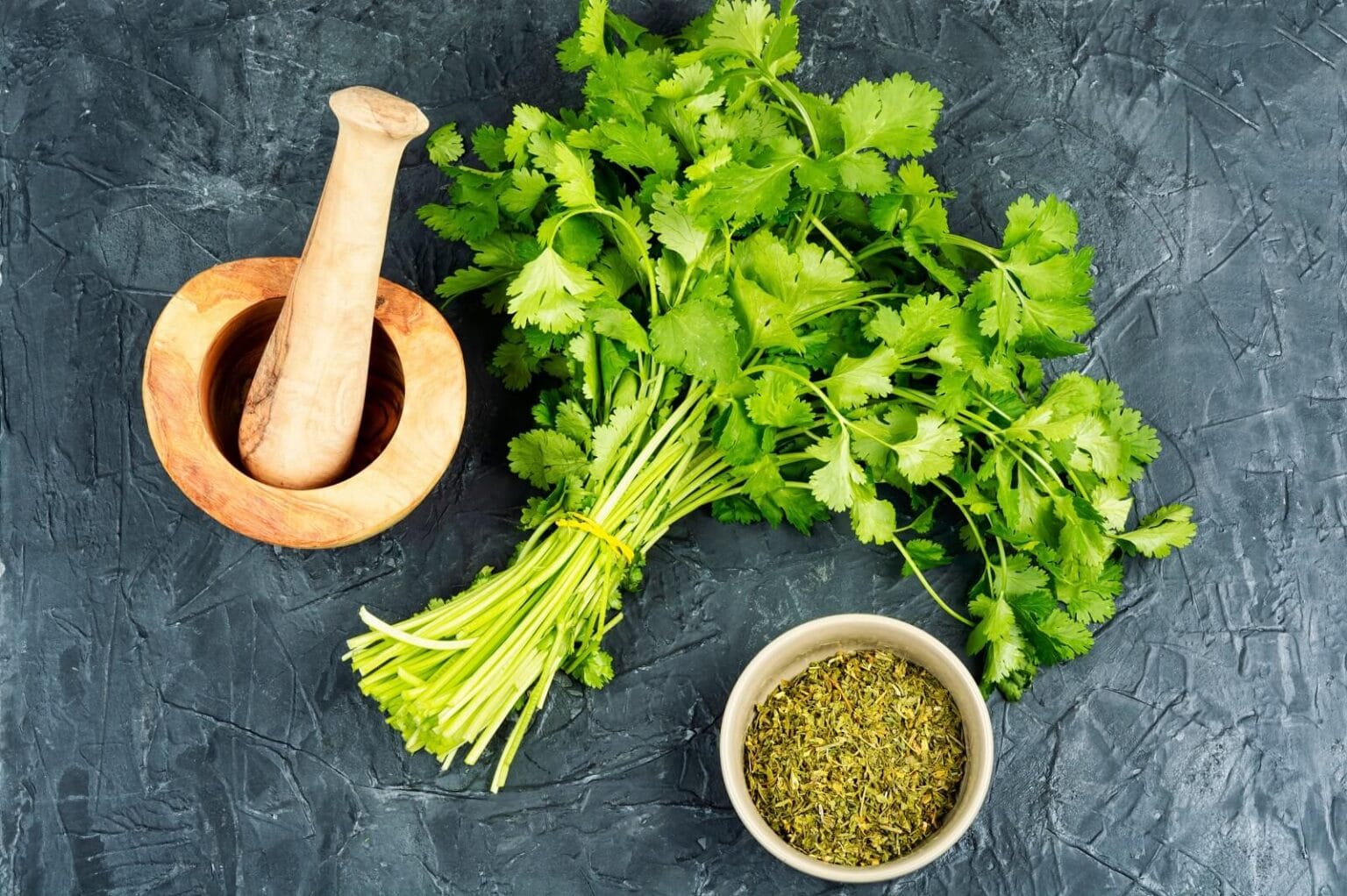 ciekawostki o kolendrze