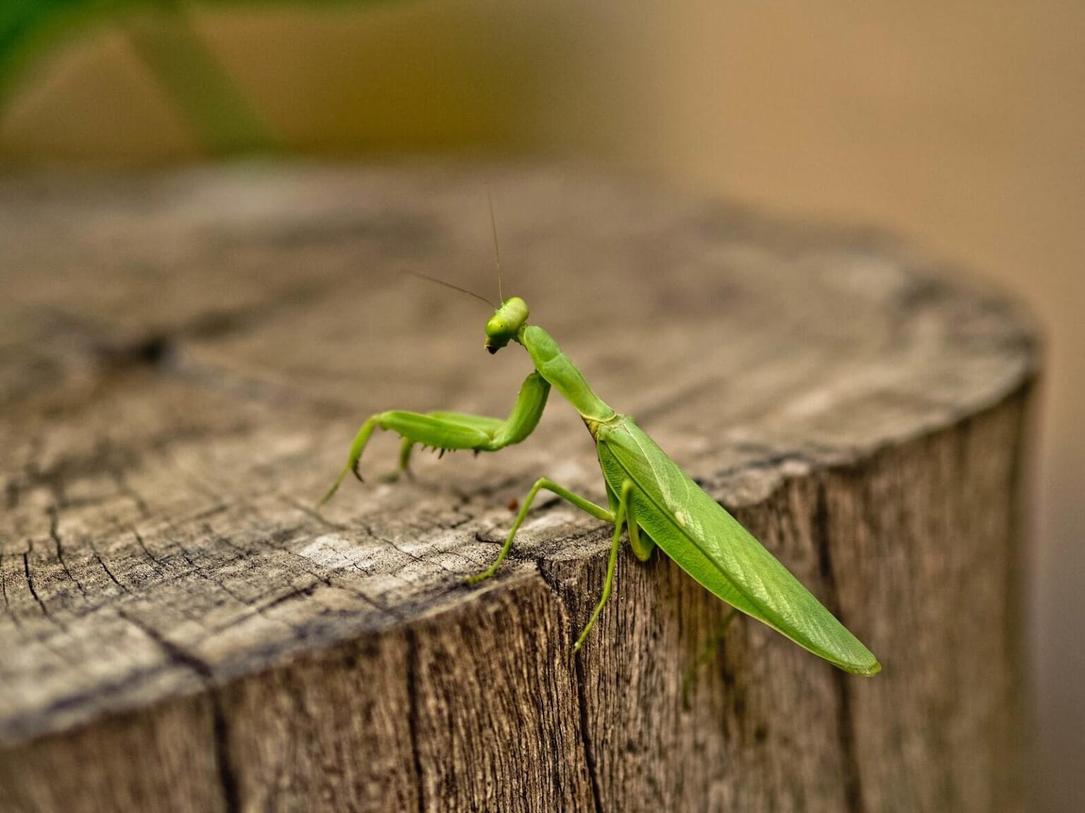 ciekawostki o modliszce