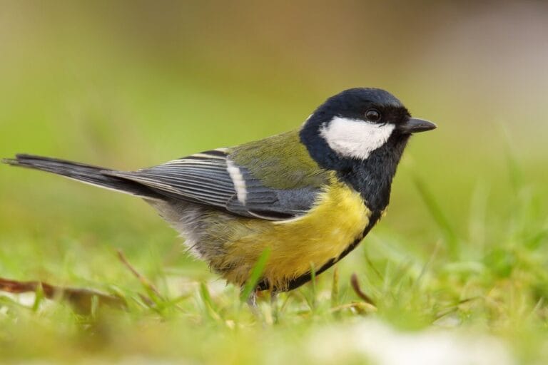 ciekawostki o sikorce