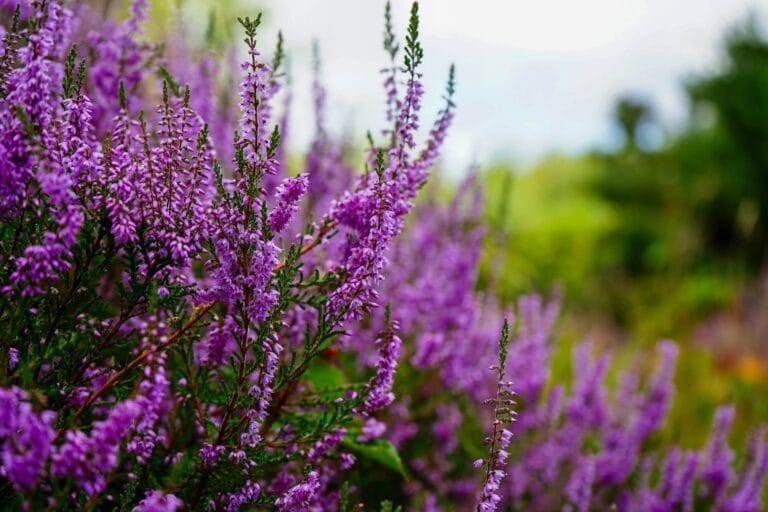 Wrzosy - ciekawostki o wrzosach