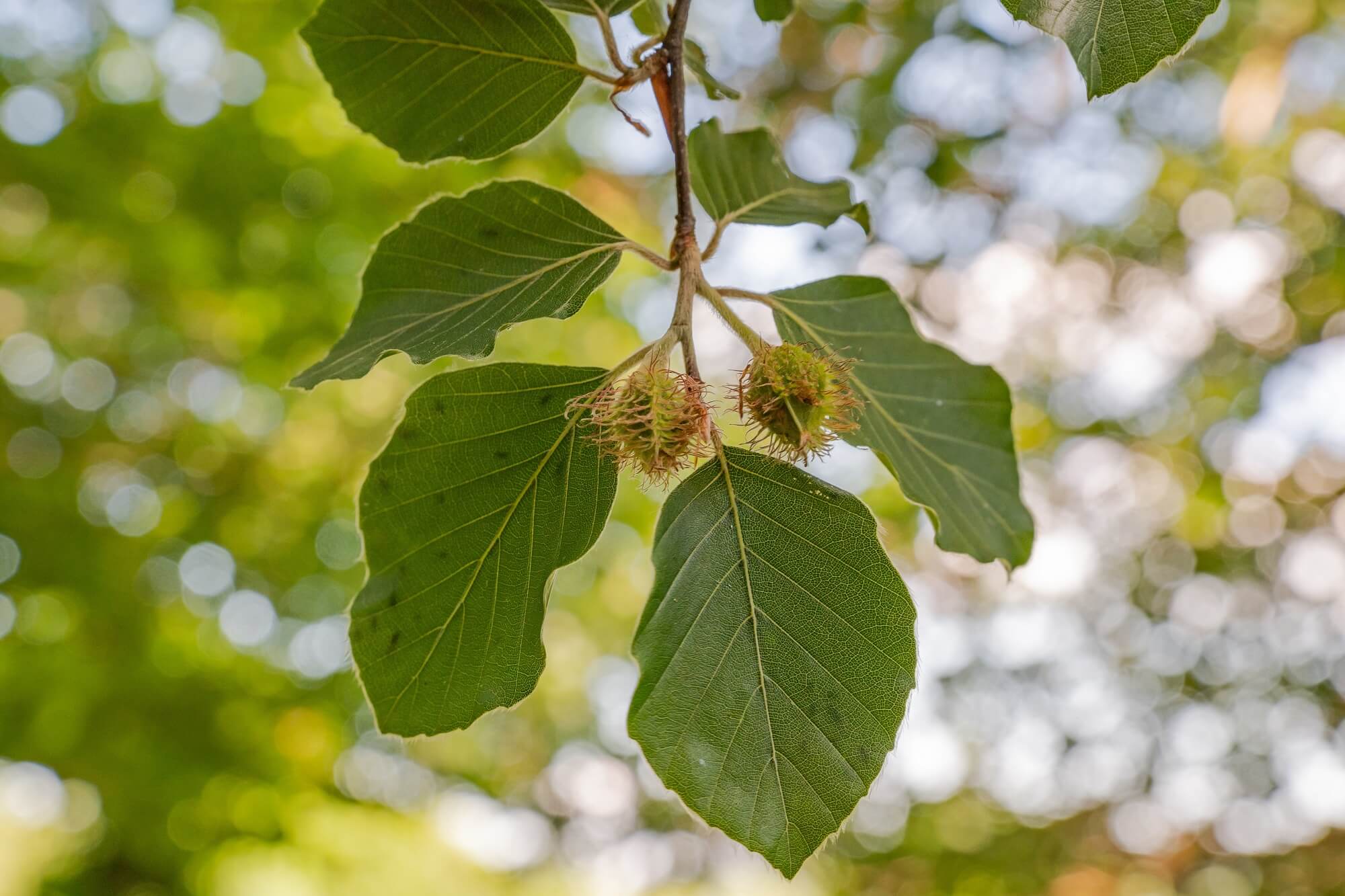 buk ciekawostki - liście buk zwyczajny drzewo