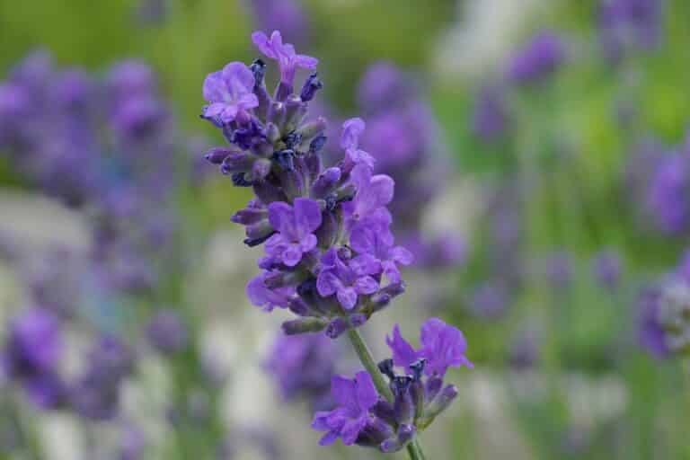 ciekawostki o lawendzie