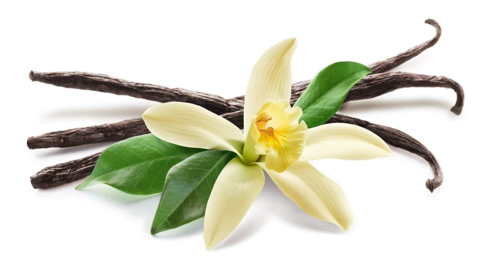 ciekawostki o wanilii