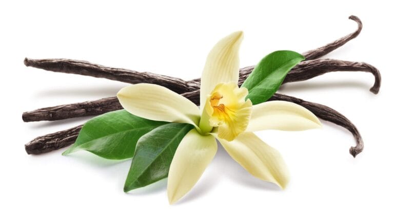 ciekawostki o wanilii