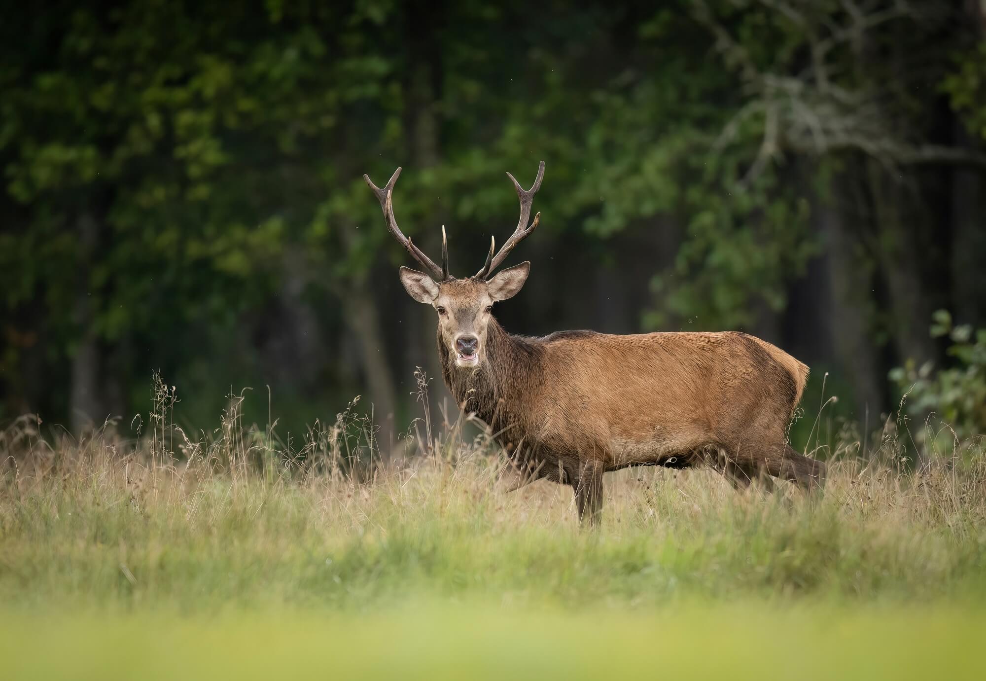 Samiec jelenia europejskiego (Cervus elaphus) w okresie rui