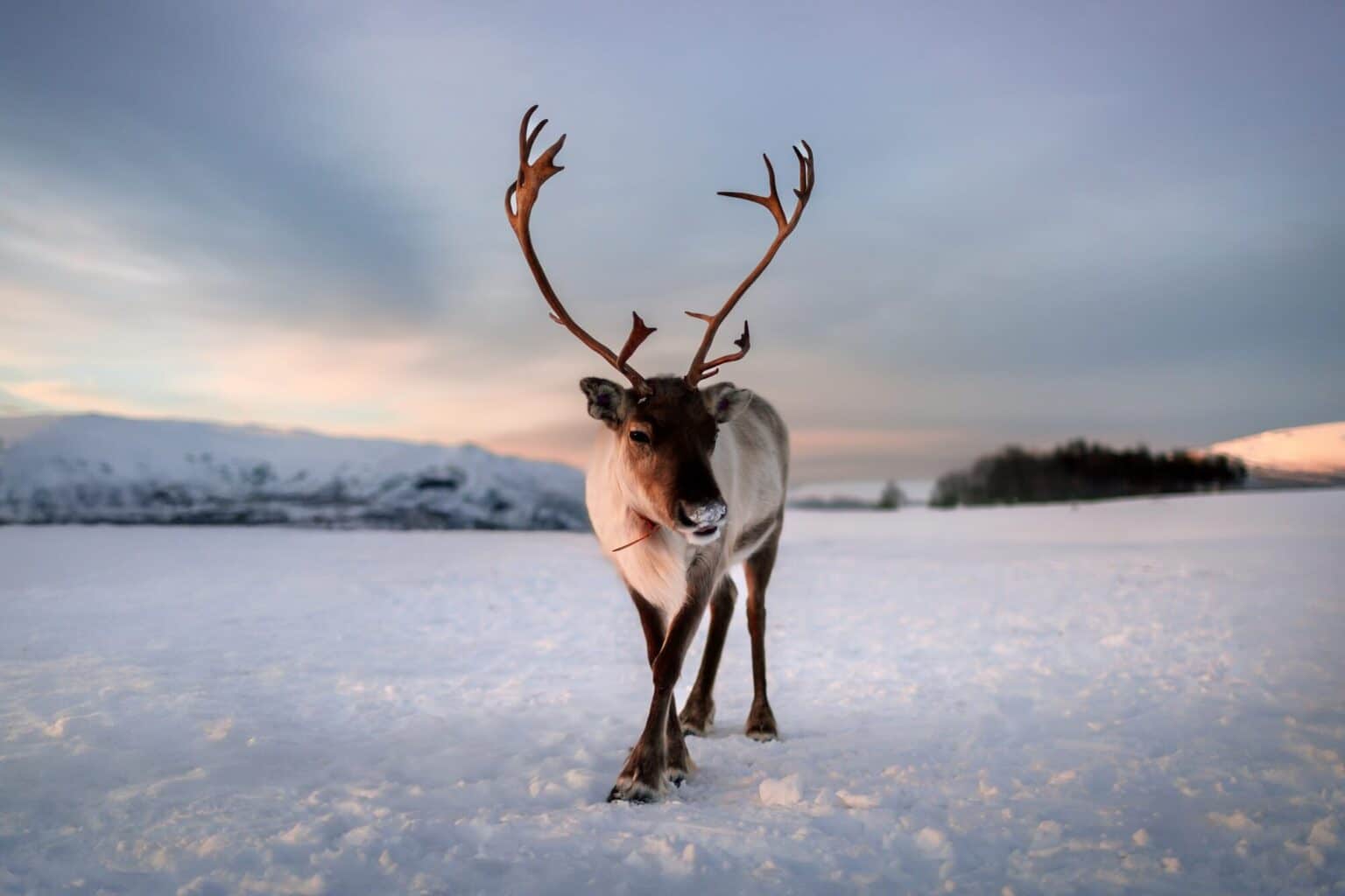 Piękny renifer arktyczny z dużymi porożami