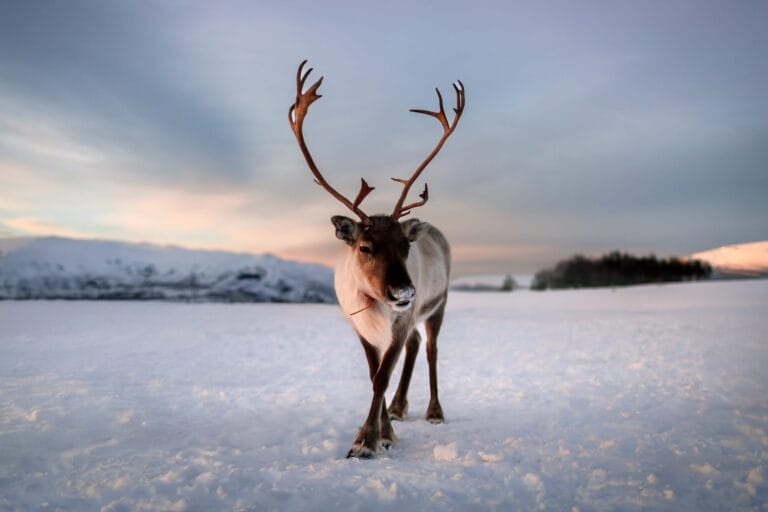 Piękny renifer arktyczny z dużymi porożami