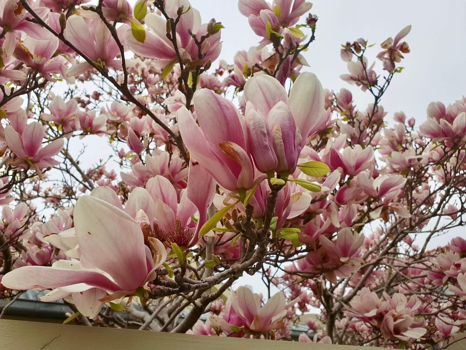 magnolia