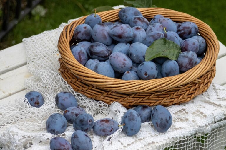 śliwki, koszyk ze śliwkami z ogrodu