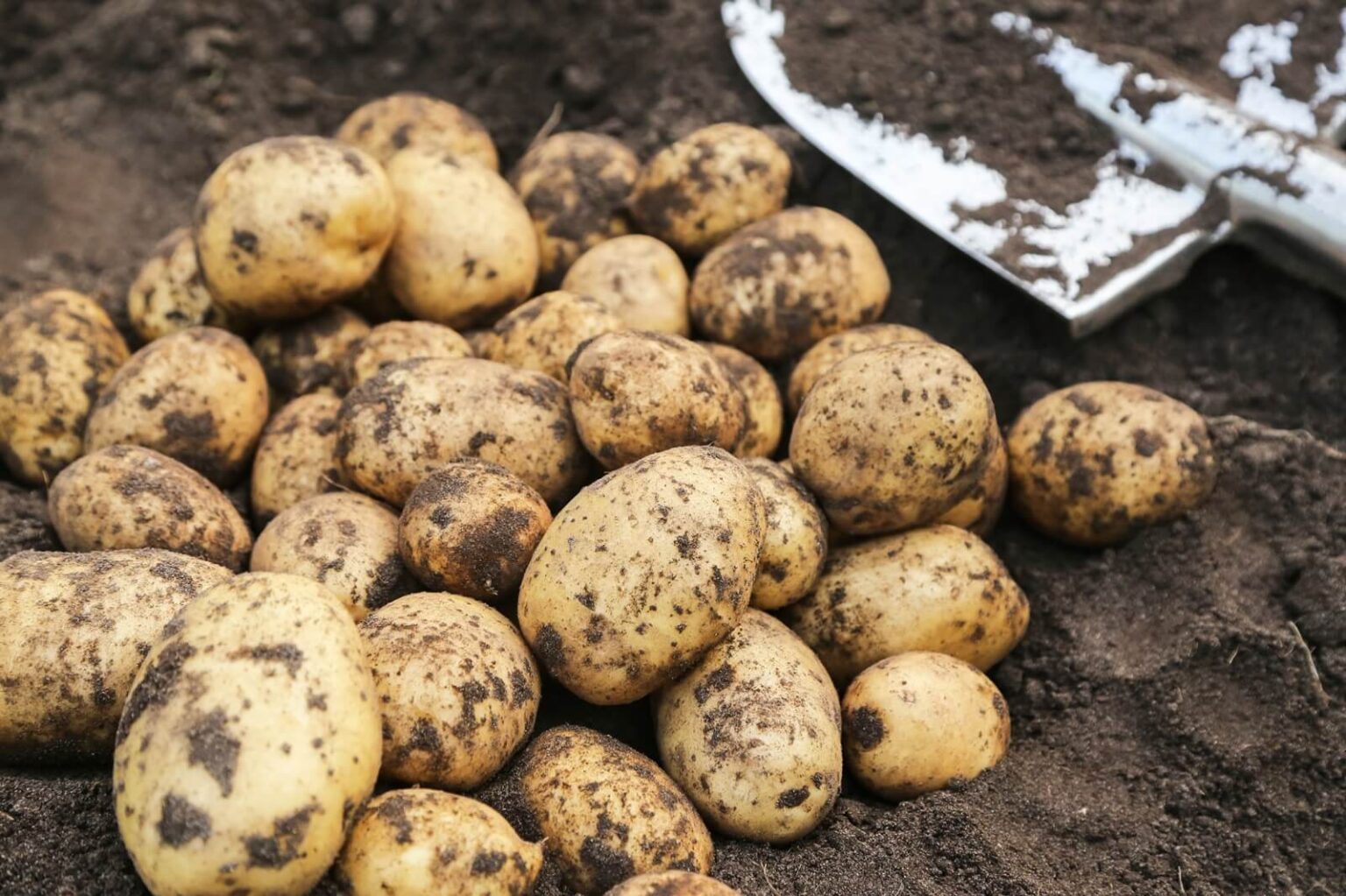 Organiczne zbiory ziemniaków z bliska. Świeżo zebrane żółte ziemniaki z łopatą na glebie w ogrodzie rolniczym